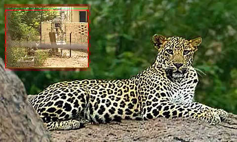 குழந்தைகள் உள்பட 5 பேரை வீட்டுக்குள் 2 மணிநேரம் திணறடித்த சிறுத்தைப்புலி