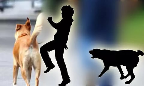 வளர்ப்பு நாய் கடித்ததில் சிறுவன் காயம்: சென்னையில் மீண்டும் பரபரப்பு