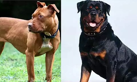 கோப்புப்படம்