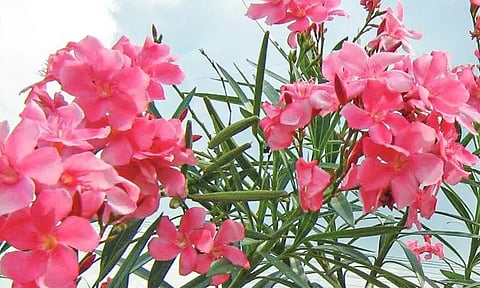 கேரள கோவில்களில் அரளி பூக்கள் பயன்படுத்த தடை