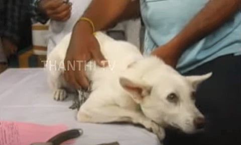 சென்னையில் செல்லப்பிராணிகளுக்கு உரிமம் பெறுவது எப்படி? - வழிமுறைகள் வெளியீடு