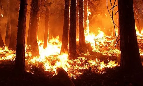 கனடாவில் கட்டுக்கடங்காத காட்டுத்தீ-6 ஆயிரம் பேர் வெளியேற்றம்