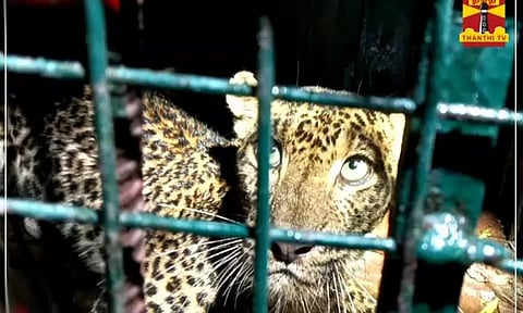 நெல்லை குடியிருப்புப் பகுதியில் 3-வது சிறுத்தை சிக்கியது