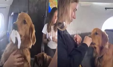 நாய்களுடன் பயணம் செய்ய பிரத்யேக விமான சேவை - அமெரிக்காவில் அறிமுகம்