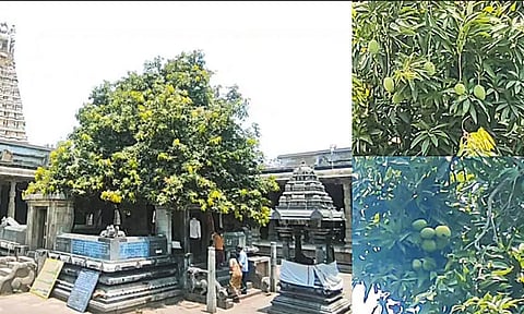 காஞ்சீபுரம் ஏகாம்பரநாதர் கோவில்