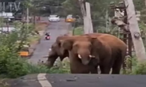 நீலகிரி: நடு ரோட்டில் மரக்கிளைகளை போட்டு யானைகள் அட்டகாசம்