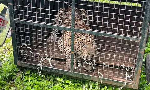 கூடலூர் அருகே மக்களை அச்சுறுத்திய சிறுத்தை கூண்டில் சிக்கியது