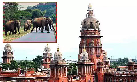 மின்வேலிகளில் யானைகள் சிக்கினால் மின்வாரியத்திற்கு அபராதம் - சென்னை ஐகோர்ட்டு