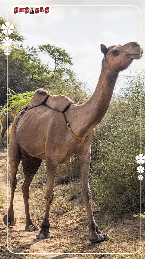 ஒட்டகம், நீர் அருந்தாமல் எவ்வளவு நாள் இருக்கும் தெரியுமா..?