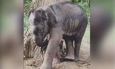 குட்டி யானையை தாயுடன் சேர்க்கும் வனத்துறையினரின் முயற்சி தோல்வி