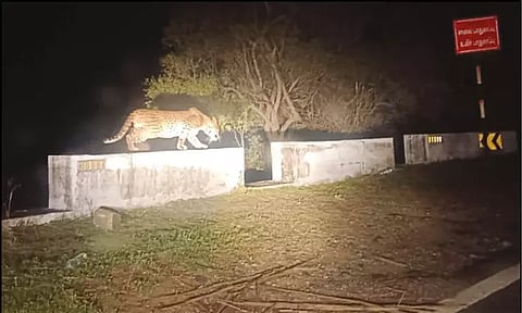 திம்பம் மலைப்பாதை தடுப்புச்சுவரில் நடந்து சென்ற சிறுத்தைப்புலி