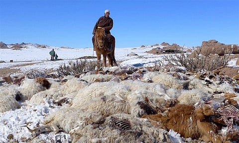 மங்கோலியாவில் பனிப்புயலுக்கு 70 லட்சம் கால்நடைகள் பலி