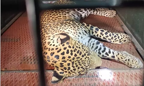 திருப்பத்தூரில் மக்களை அச்சுறுத்தி வந்த சிறுத்தை; 10 மணி நேர போராட்டத்திற்குப் பின் சிக்கியது