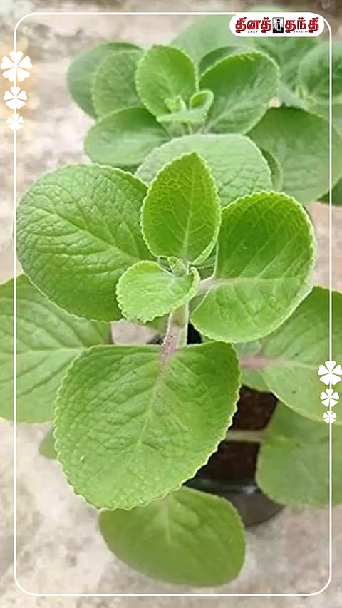 கற்பூரவல்லி இலையில் இவ்வளவு நன்மைகளா?