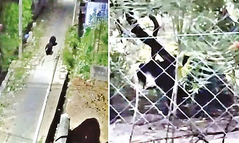 நெல்லை: ஊருக்குள் உலா வரும் கரடிகள்.. கூண்டு வைத்து பிடிக்க பொதுமக்கள் கோரிக்கை