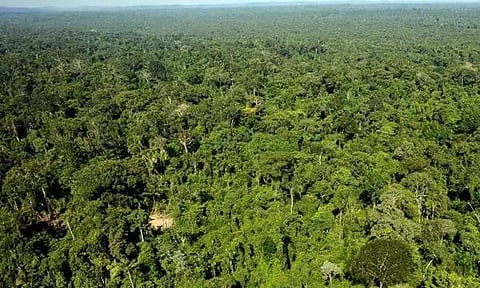 'சுற்றுச்சூழலை பாதுகாப்போம் எதிர்காலத்தை உருவாக்குவோம்' - இன்று உலக மழைக்காடு தினம்