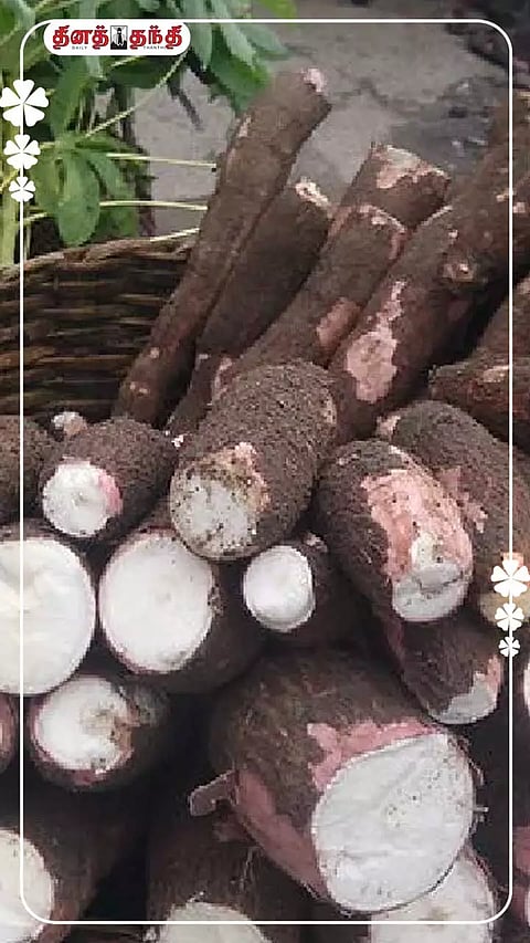 மரவள்ளிக்கிழங்கு சாப்பிடுவதால் இவ்வளவு நன்மைகளா?