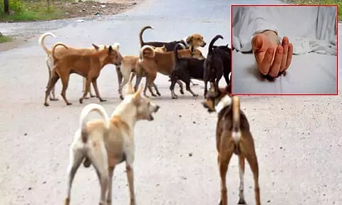 வீடு புகுந்து பச்சிளம் குழந்தையை கடித்துக்கொன்ற தெரு நாய்... கடலூரில் அதிர்ச்சி சம்பவம்