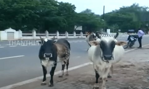 சாலையில் சுற்றித் திரியும் மாடுகள்; 3-வது முறை பிடிபட்டால் ஏலம் விடப்படும் - சென்னை மாநகராட்சி எச்சரிக்கை