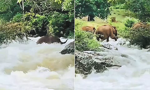 ஆற்று வெள்ளத்தில் அடித்துச்செல்லப்பட்ட காட்டு யானை