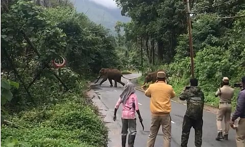 ஊருக்குள் புகுந்து மக்களின் நிம்மதியை கெடுத்த காட்டு யானைகள் ; விரட்டியடித்த வனத்துறை