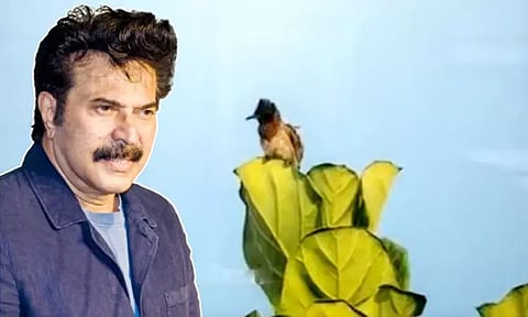 Bulbul photograph clicked by Mammootty auctioned for ₹3 lakh