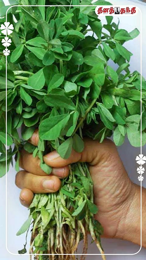 மருத்துவ குணங்கள் நிறைந்த வெந்தய கீரை..!