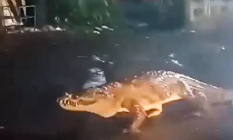 திடீரென சாலையில் உலா வந்த முதலை: வைரலாகும் வீடியோ