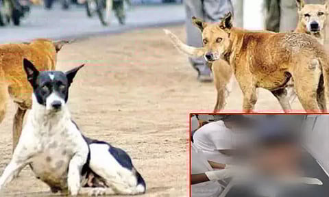 தெரு நாய்கள் கடித்துக் குதறியதில் குழந்தை உயிரிழப்பு... அதிர்ச்சி சம்பவம்