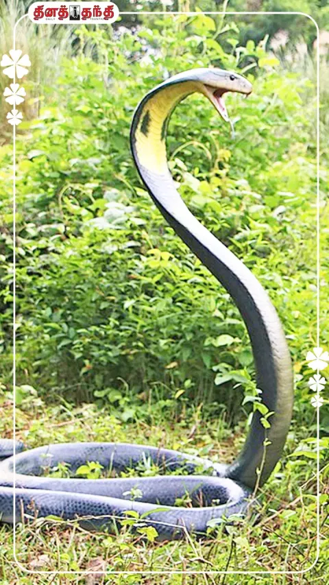 ராஜ நாகமும்.. சுவாரஸ்யமான உண்மை தகவல்களும்..!!