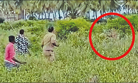 தேனி: கம்பம் ஊருக்குள் புகுந்த சிறுத்தை - வனப்பகுதிக்குள் சென்றுவிட்டதாக வனத்துறையினர் தகவல்