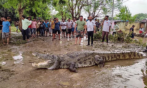 குஜராத்: வெள்ளத்தில் அடித்து வரப்பட்ட 15 அடி நீள ராட்சத முதலையால் பரபரப்பு