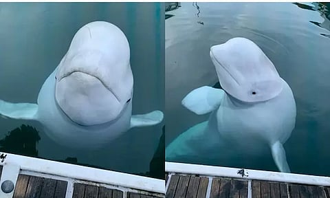 ரஷியாவின் 'உளவு' திமிங்கலம் மரணம்