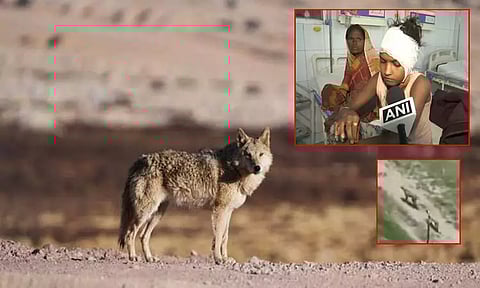 உ.பி.யில் மீண்டும் ஓநாய் தாக்குதல்; 11 வயது சிறுமி படுகாயம்