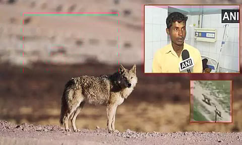 உ.பி.யில் தொடரும் அவலம்; நள்ளிரவில் பெண்ணை கடித்து, தாக்கிய ஓநாய்