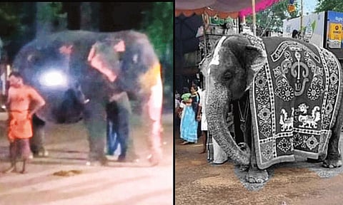 தீ விபத்தில் சிக்கிய குன்றக்குடி கோயில் யானை சிகிச்சை பலனின்றி உயிரிழப்பு