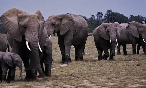 வறட்சியின் கோர முகம்...200 யானைகளை கொல்ல ஜிம்பாப்வே திட்டம்
