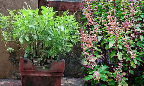 மகத்துவம் நிறைந்த துளசி பூஜை