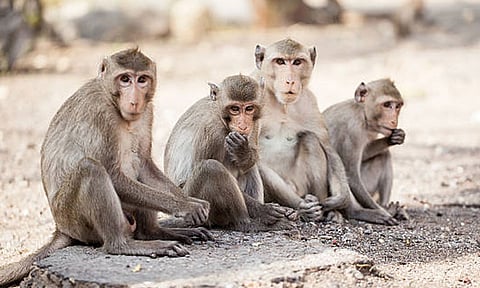 கோடியக்கரை சரணாலயத்தில் குரங்குகளுக்கு உணவு அளித்தால் சிறை தண்டனை