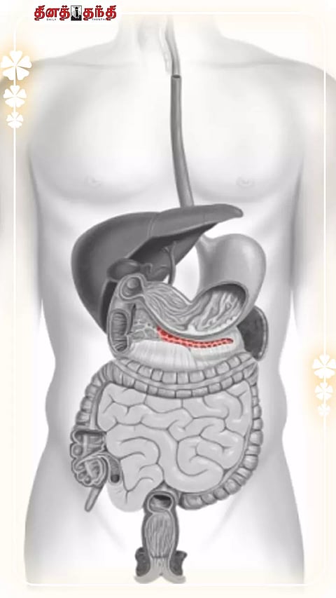கணையம் என்றால் என்ன? கணையத்தை ஏன் பாதுகாக்க வேண்டும்? இதன் பணிதான் என்ன?