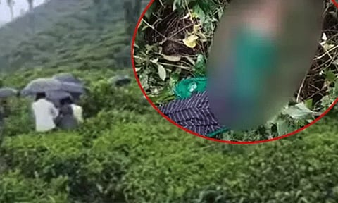 வால்பாறை: சிறுமியை கொன்ற சிறுத்தையை பிடிக்கும் பணியில் வனத்துறையினர் தீவிரம்