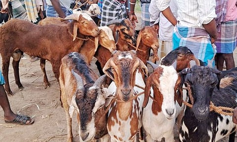 தீபாவளி பண்டிகை: உளுந்தூர்பேட்டை சந்தையில் ரூ.5 கோடிக்கு ஆடுகள் விற்பனை