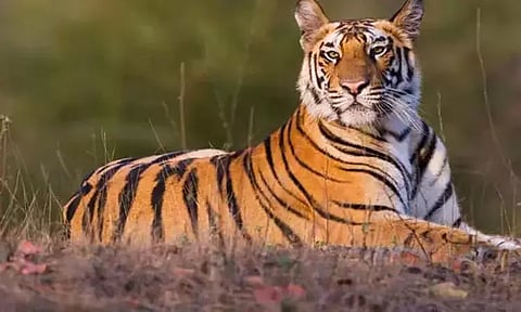 ராஜஸ்தானின் ரந்தம்பூர் தேசிய பூங்காவில் 25 புலிகள் காணவில்லை: அதிகாரிகள் தகவல்