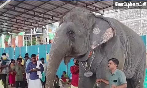 திருச்செந்தூர் கோவில் யானை மிதித்ததில் பாகன் உள்பட 2 பேர் உயிரிழப்பு