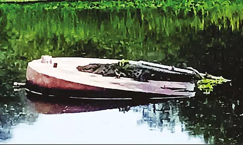 அமராவதி ஆற்றின் பாறையில் ஓய்வெடுத்த முதலை - பொதுமக்கள் அச்சம்