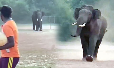 விளையாட்டு மைதானத்திற்குள் திடீரென புழுதி பறக்க புகுந்த யானை - மாணவர்கள் ஓட்டம்