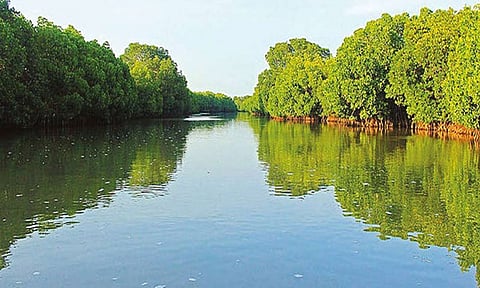 கனமழை எச்சரிக்கை: அலையாத்தி காட்டில் சுற்றுலா பயணிகள் படகில் பயணிக்க தடை