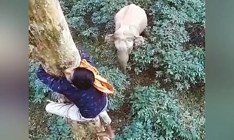 காட்டு யானை துரத்தியதால் மரங்களில் ஏறி உயிர்தப்பிய தொழிலாளர்கள்