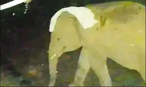 நீலகிரியில் தலையில் துண்டுடன் உலா வந்த காட்டு யானை