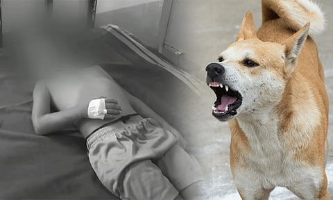 அதிர்ச்சி சம்பவம்: பள்ளிக்குள் புகுந்து சிறுமியின் கன்னத்தை கடித்து குதறிய தெரு நாய்